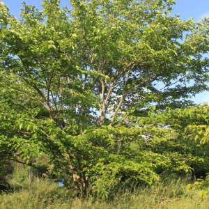 Mûrier blanc à fruit violacée